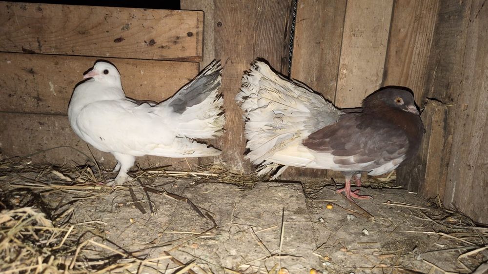 De vânzare porumbei  curcani