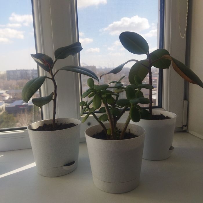 Фикус, денежное дерево