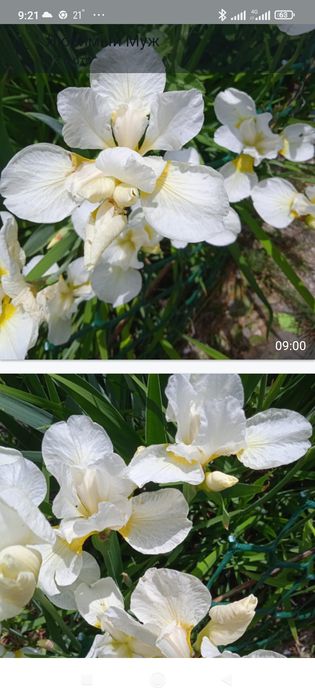 Продам ирисы яркие сортовые