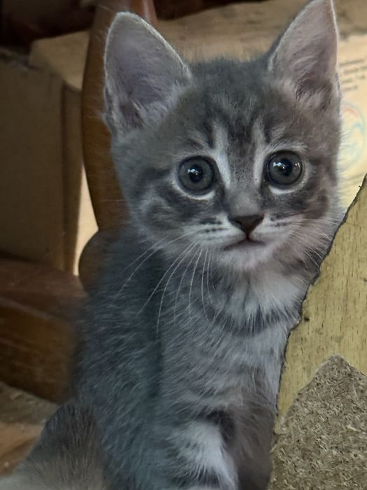 Котенок домашний девочка