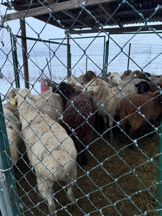 Бараны матки покрытые