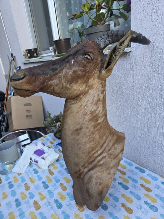 Obiect vechi de antichitate
