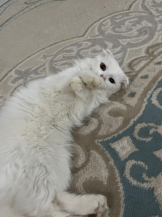 Кошка домашний .