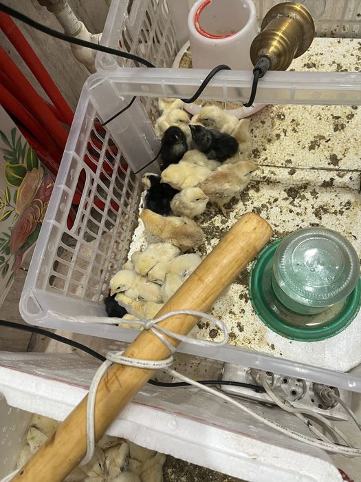 Цыплята пятидневные