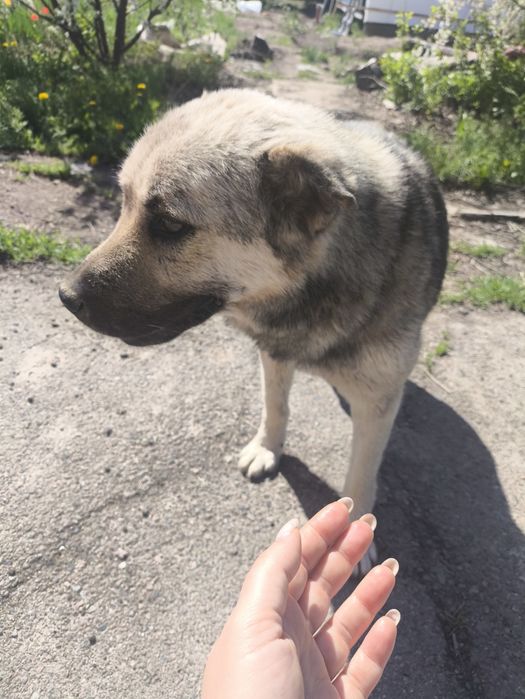 Молодой пёс бесплатно