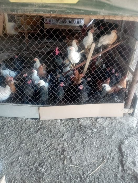 Тауыктар сатылады