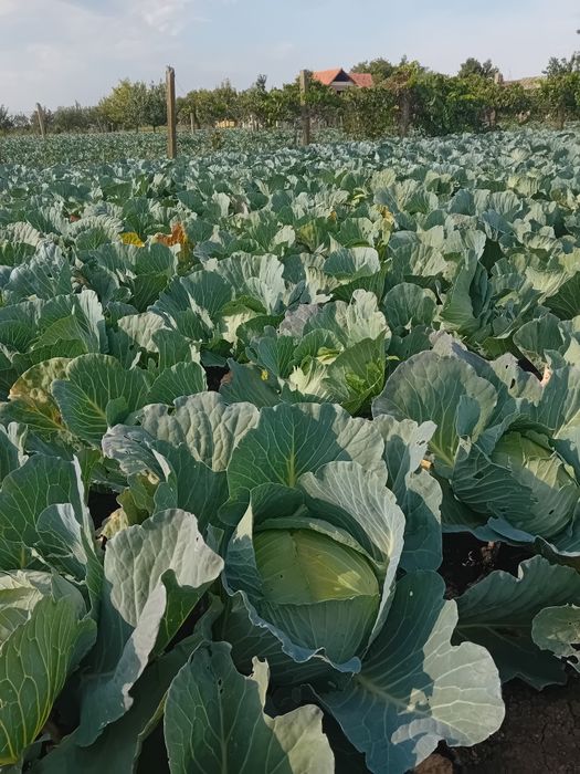 Vând varză! Prețul este negociabil