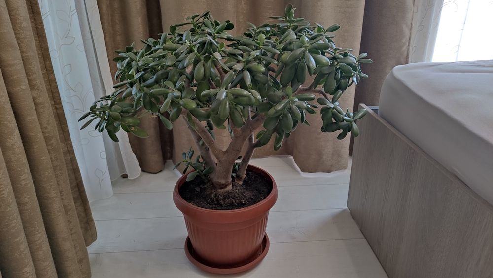 Дърво на живота 75 см