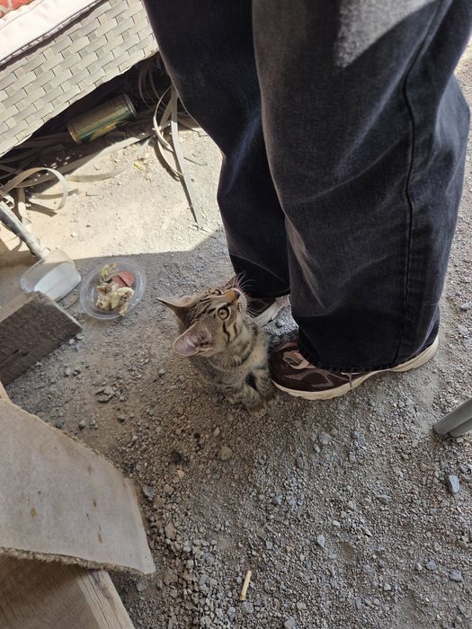 котенок в добрые руки!