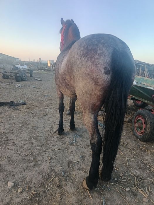 Vând o iapă de 6 ani cuminte curată merge cum vrei probezi la fața loc