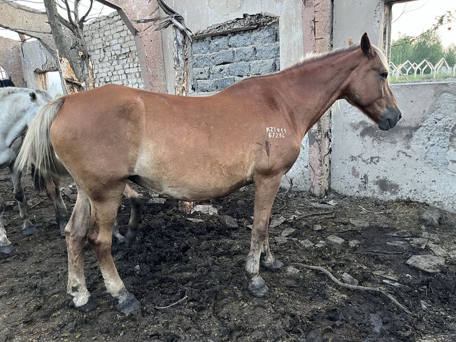 Продам кобылу с табуна