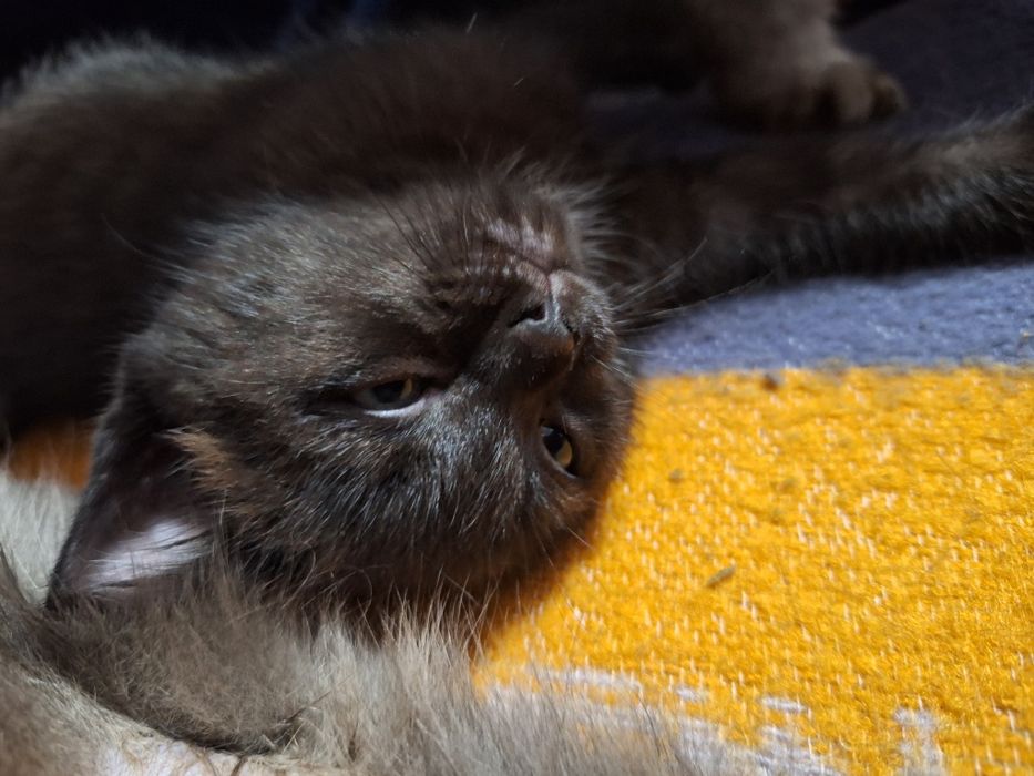 Отдам котят от британской кошки