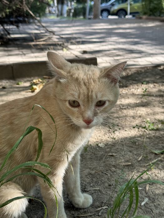 Котик в добрые руки