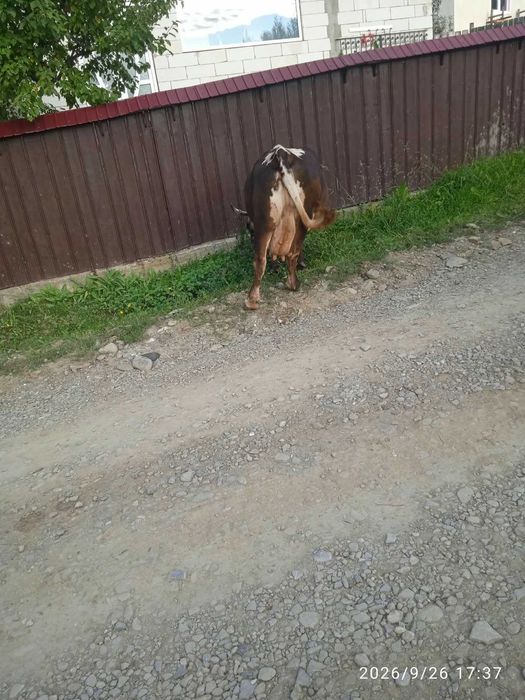 Vand vaca de lapte