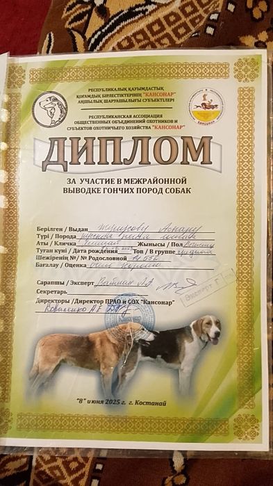 Продам щенков русской пегой гончей