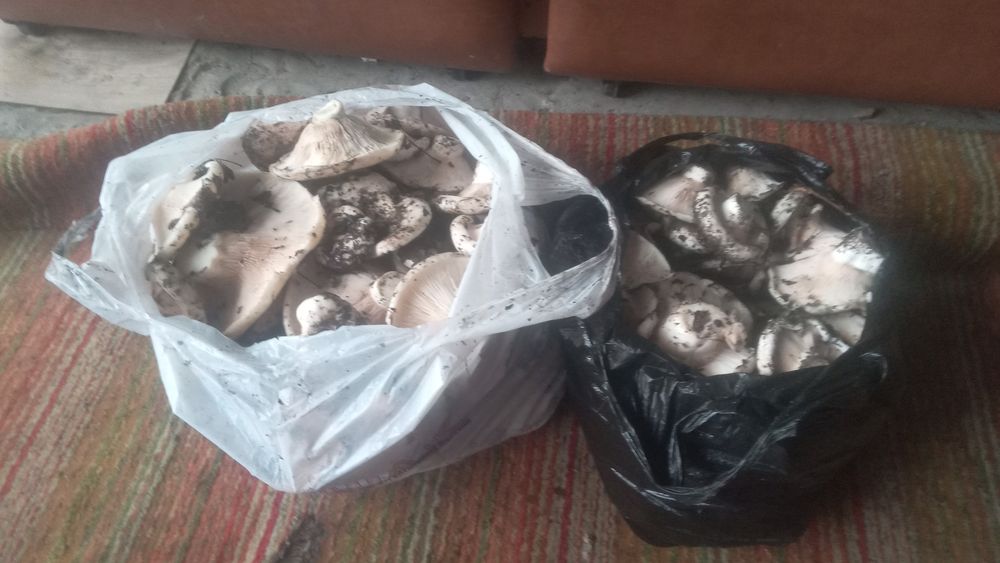 Продам грибы грузди