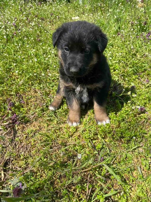 Продавам кученца