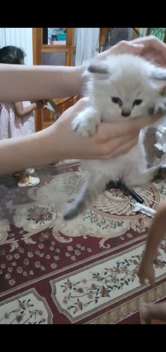 Мушук сотилади зоти тозза