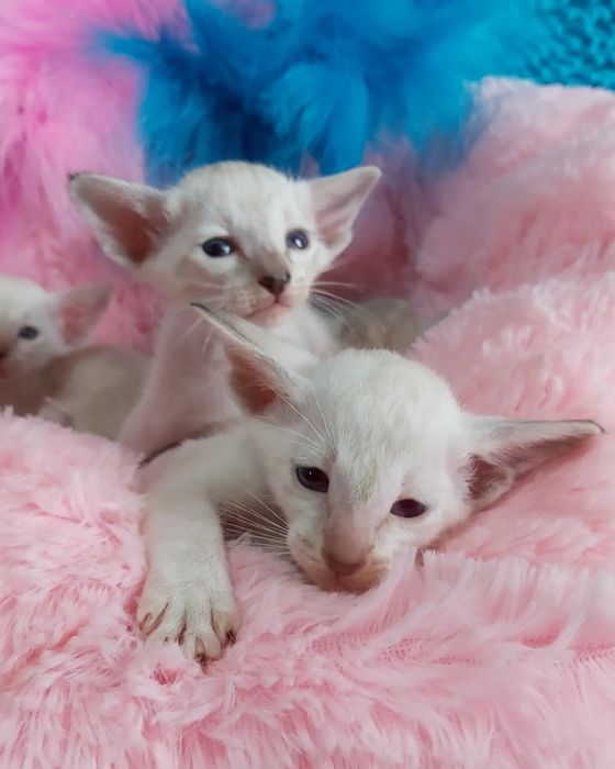 * ЭЛЬФЫ * - Ориентальные Котята !