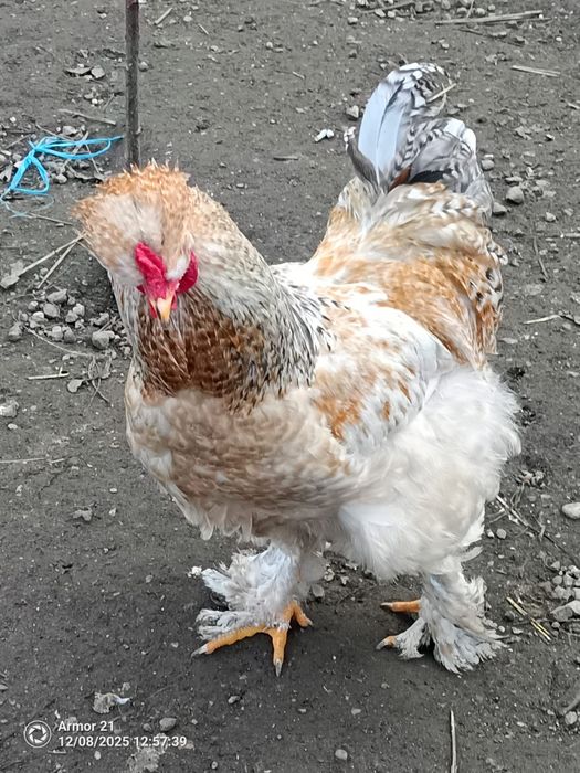 Cocosi luna Aprilie și Mai diferite dimensiuni