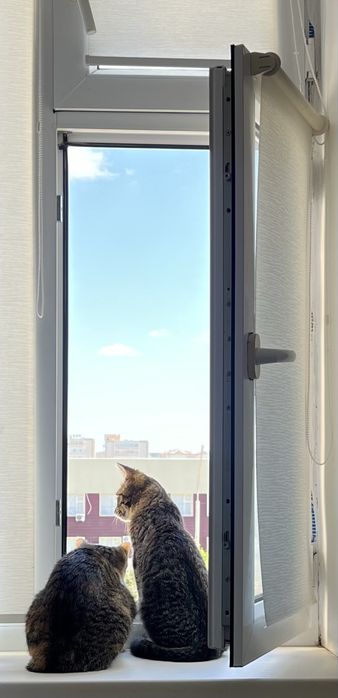 Прекрасные кошки.