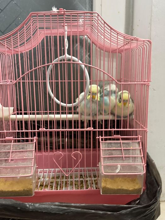 Попугай продам хороший