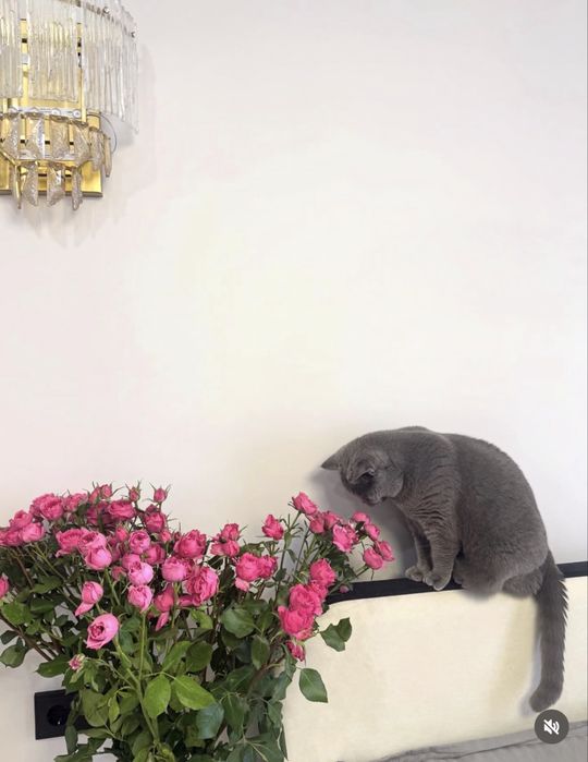 Отдам кошку в добрые руки