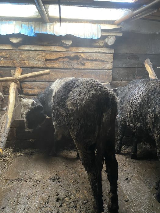 Продам бычка на откорме