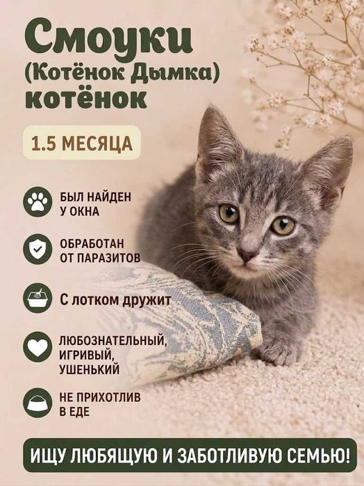 Котята бесплатно