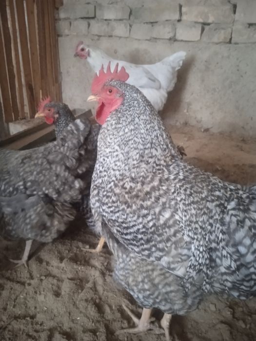 Amroks jojalari sotiladi 35 min 1 oyligi