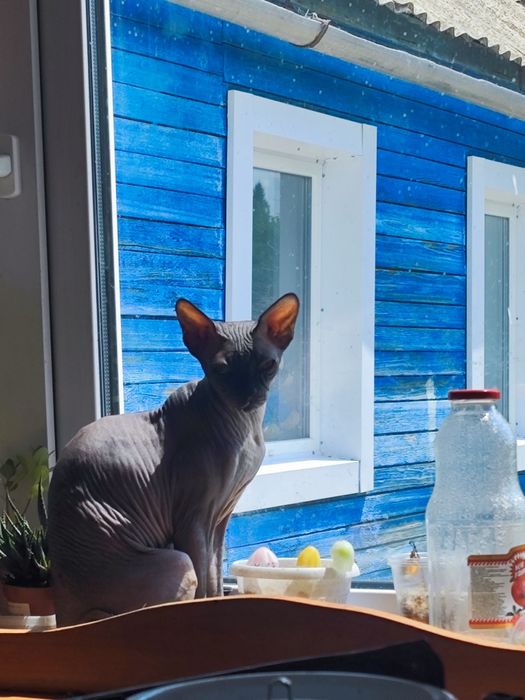 Потерялся сфинкс