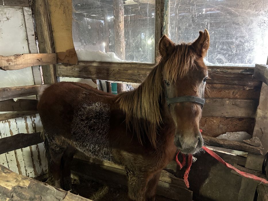 Тай сатылады согымга