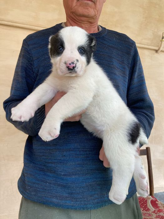 Щенок Туркменского Алабая ( девочка )