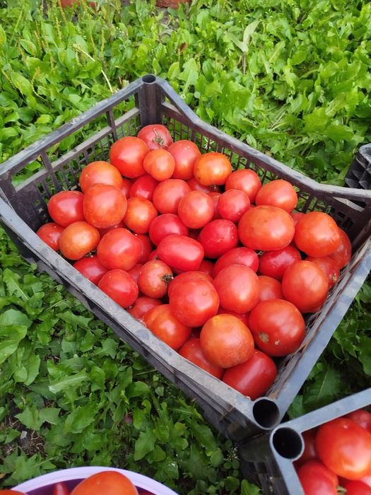 Продам домашние помидоры