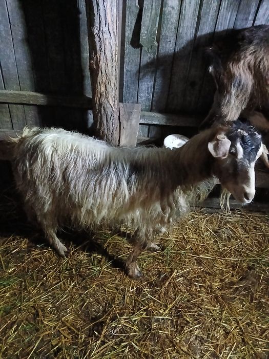 Capra stearpă de vânzare