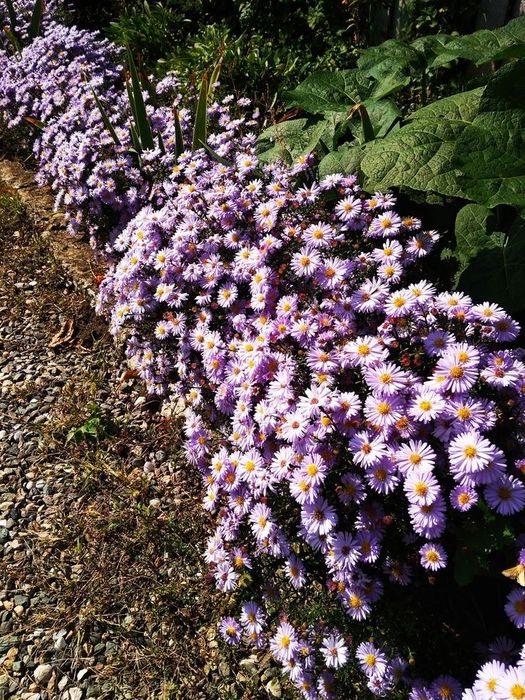 Продаются сентябрины