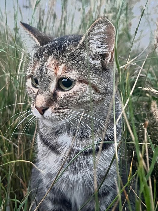 ПРОПАЛА КОШКА, помогите в поисках