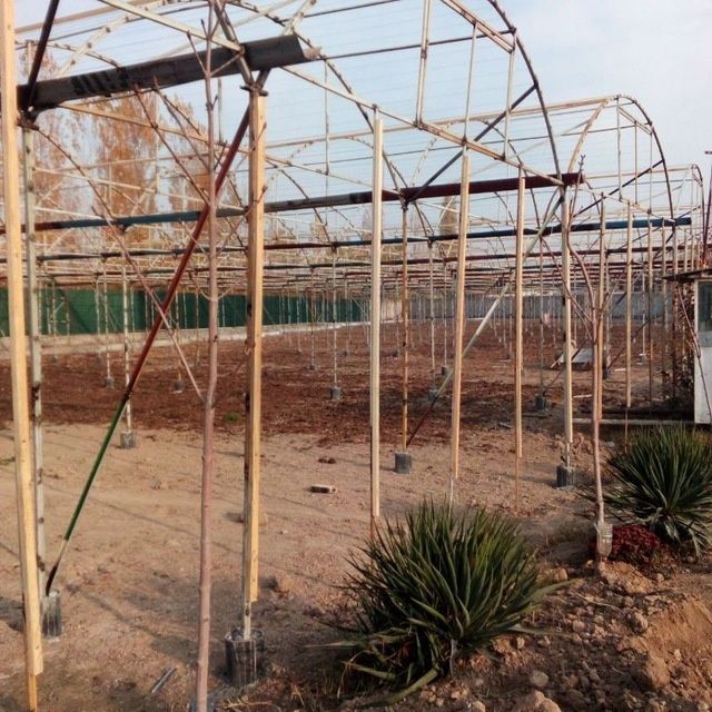 Harhl  turdag  tiplisa  tom  naveslar  quramz  tololar  kelishtrlgan h