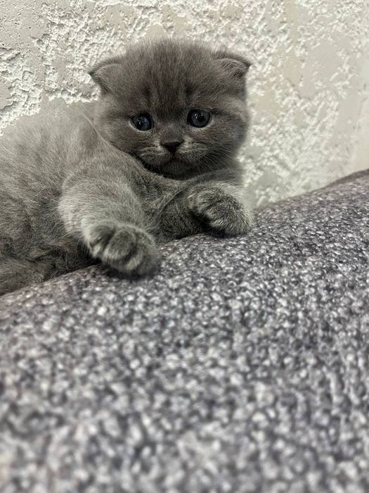 продается девочка скоттш фолд