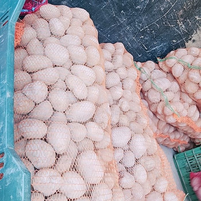 cartofi de consum. 1 leu kg