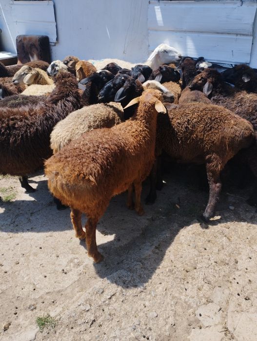 Бараны  баран баран кои Кой Баран