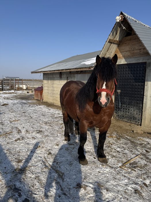 Vand armasar semigreu