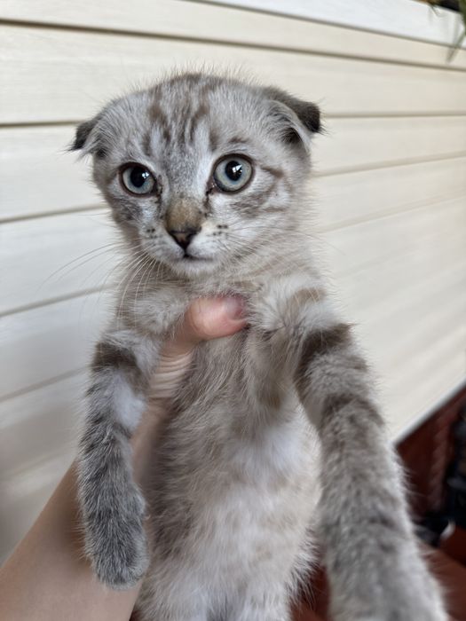 Котенок вислоухий девочка