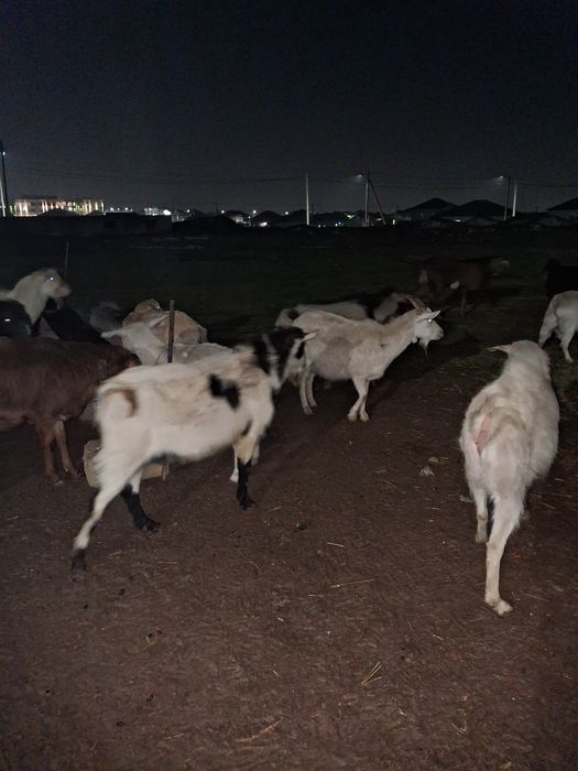 Ешкилер  текелер серкелер