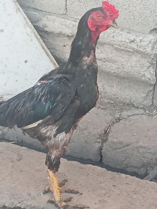 Продам петуха дакана