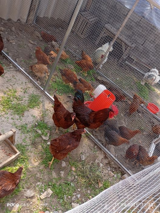 Цыплята корейская несушка (Хан-Хяп)