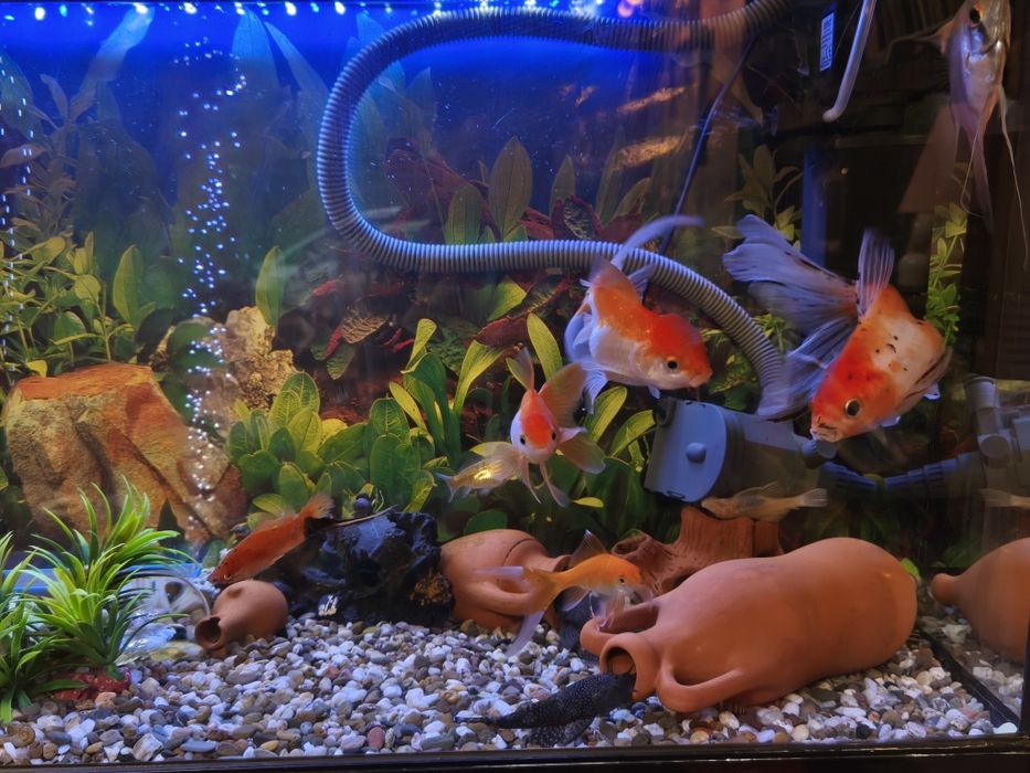 Продавам златни рибки