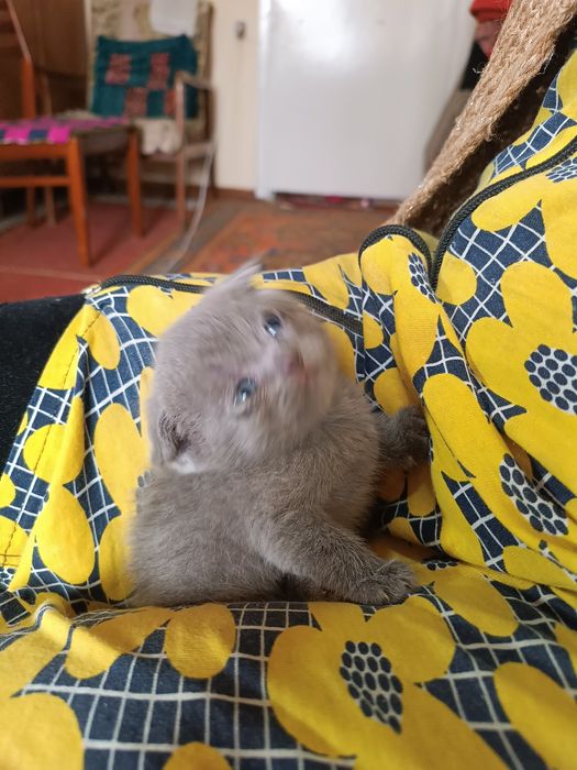 Продаются котята британцы