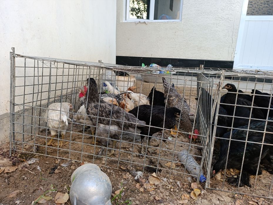 Damashni boqilgan jojala bor 4 5 oyli