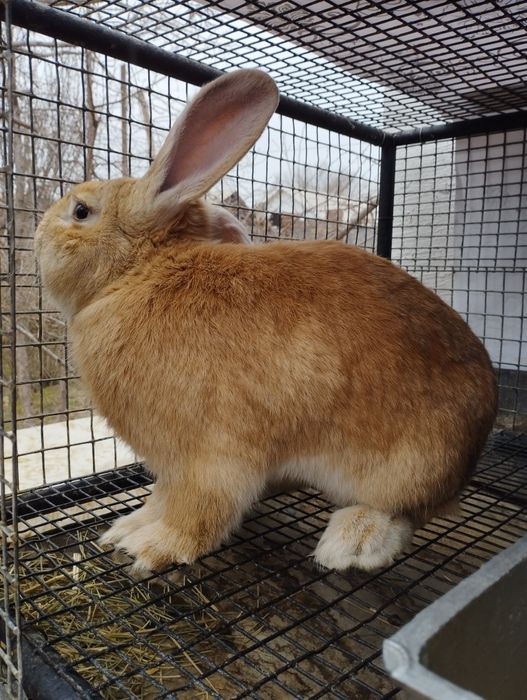 Продам крола   .